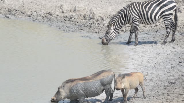 Warthogs Drinking At Waterhole