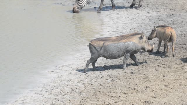 Baboon And Warthog At Water