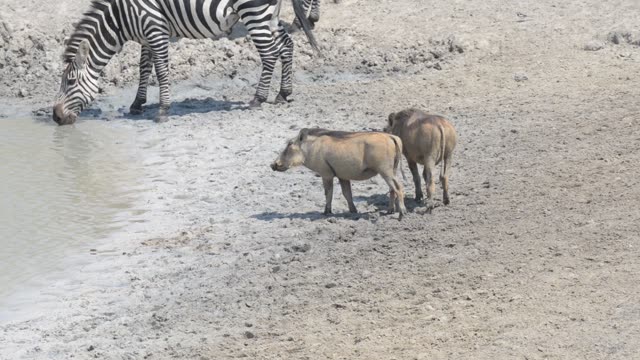 Warthogs Drinking At Waterhole