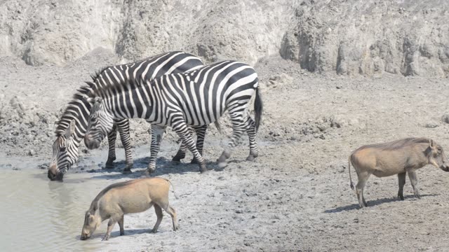 Baboon And Warthog At Water