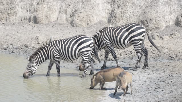 Warthogs Drinking At Waterhole