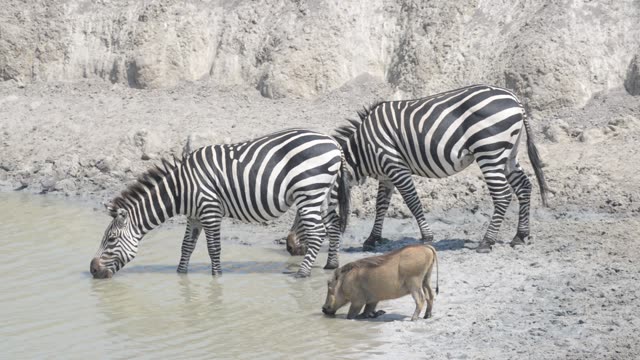 Baboon And Warthog At Water