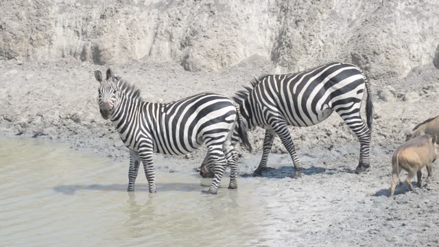 Warthogs Drinking At Waterhole