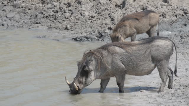 Baboon And Warthog At Water