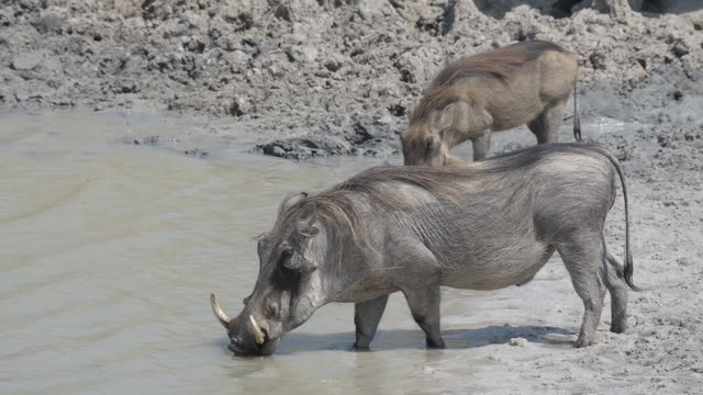 Warthogs Drinking At Waterhole