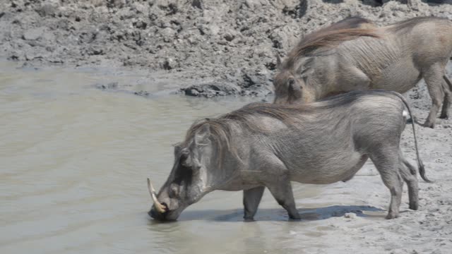 Baboon And Warthog At Water