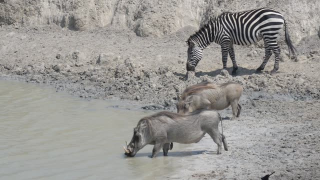 Warthogs Drinking At Waterhole
