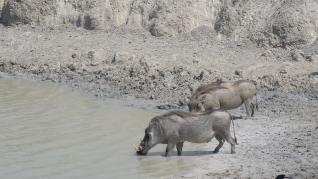 Baboon And Warthog At Water