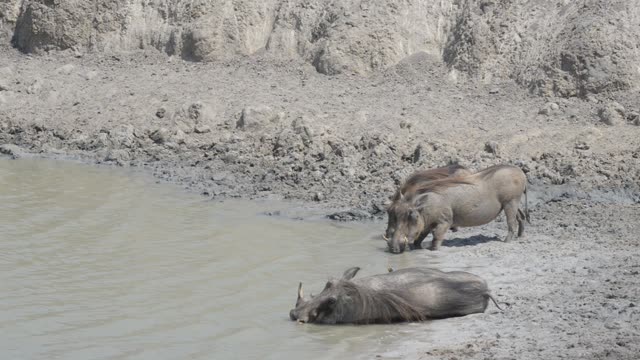 Warthogs Drinking At Waterhole