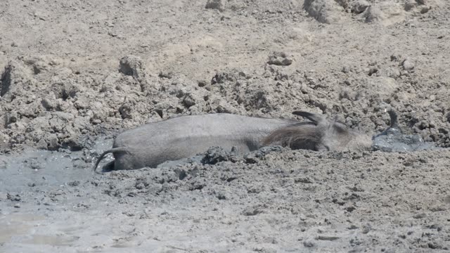 Warthog Drinking At Waterhole