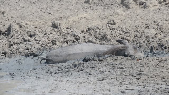 Warthogs Wallowing In Mud