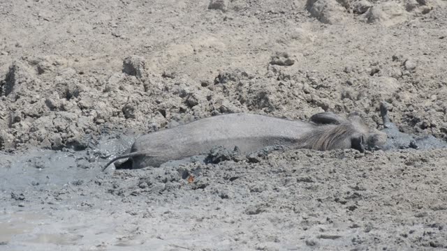 Warthog Drinking At Waterhole