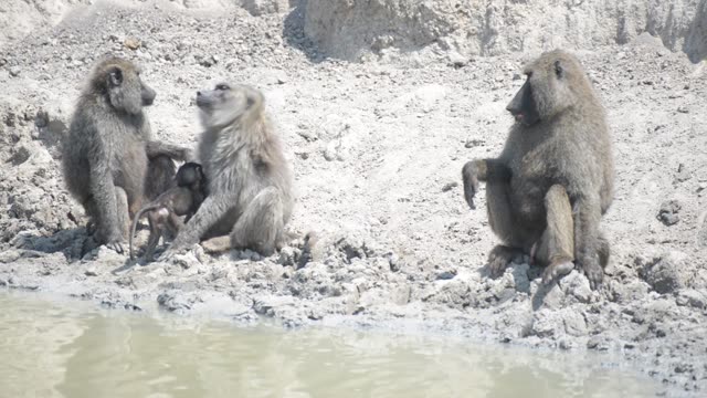 Warthogs Drinking At Waterhole