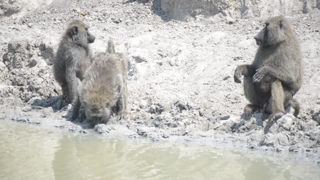 Baboon And Warthog At Water