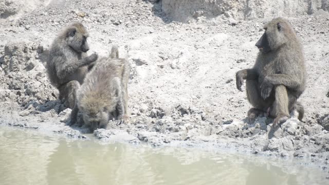 Warthogs Drinking At Waterhole