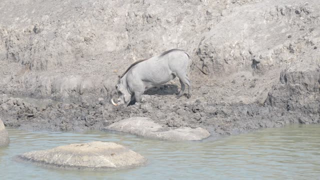 Warthogs Wallowing In Mud