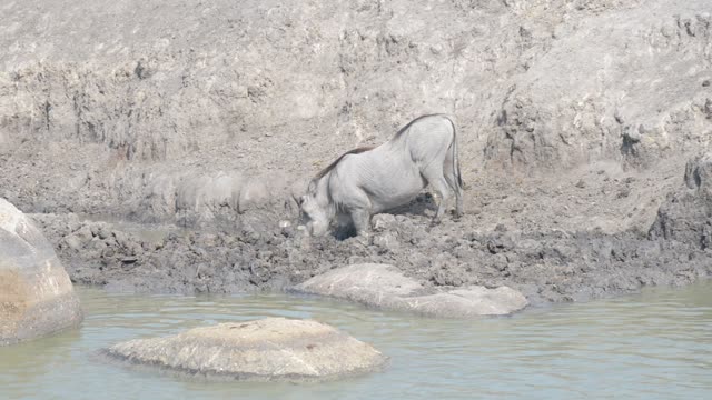 Warthog Drinking At Waterhole