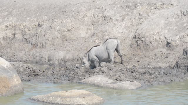 Warthogs Wallowing In Mud