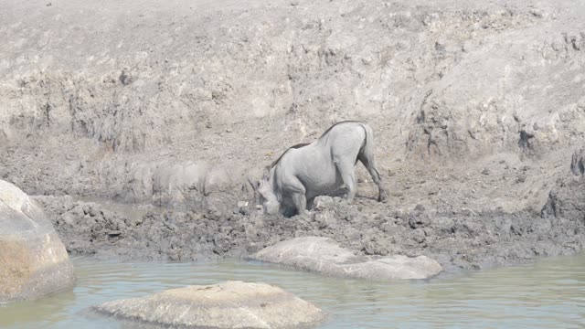 Warthog Drinking At Waterhole