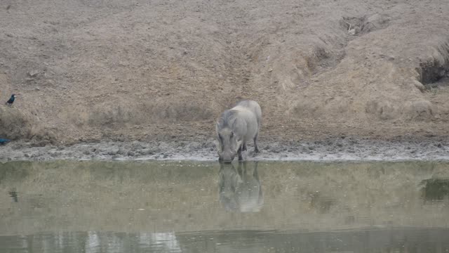 Warthogs Wallowing In Mud