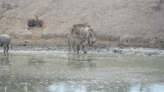 Baboon And Warthog At Water