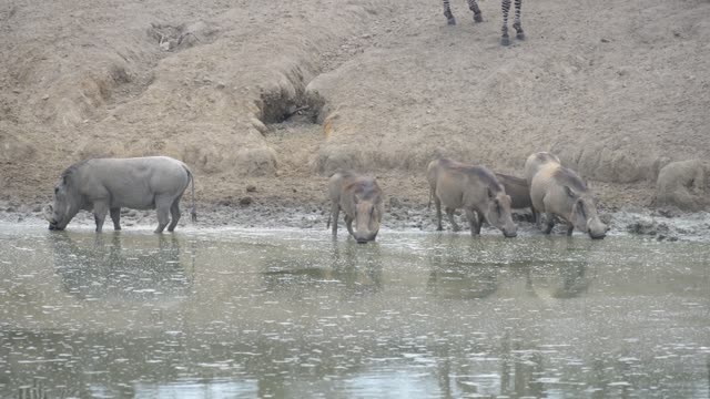 Warthogs Drinking At Waterhole