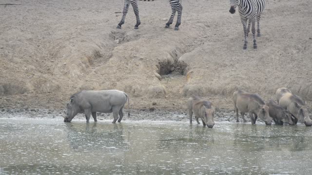 Baboon And Warthog At Water