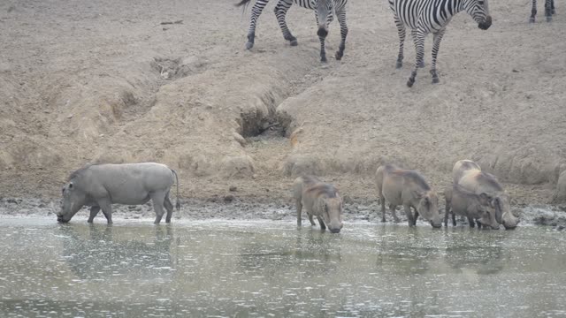 Warthogs Drinking At Waterhole