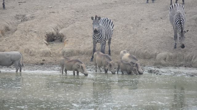 Baboon And Warthog At Water