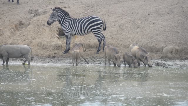 Warthogs Drinking At Waterhole