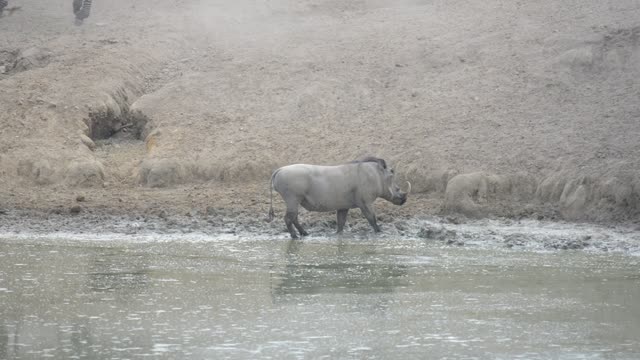 Baboon And Warthog At Water