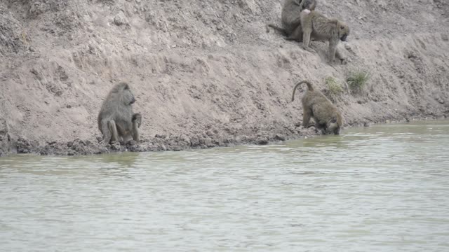 Warthogs Drinking At Waterhole