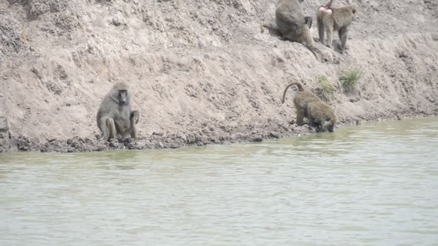 Baboon And Warthog At Water