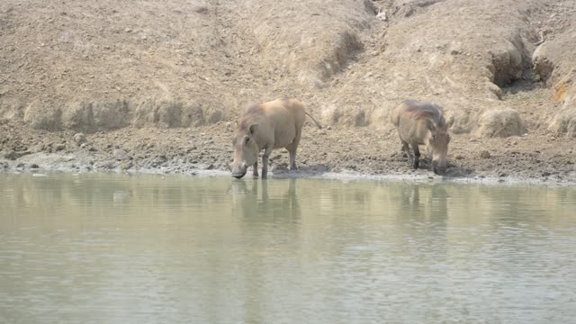 Warthog Drinking At Waterhole