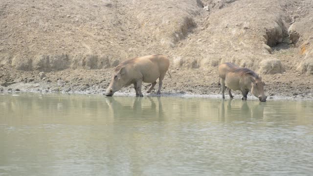 Warthogs Wallowing In Mud