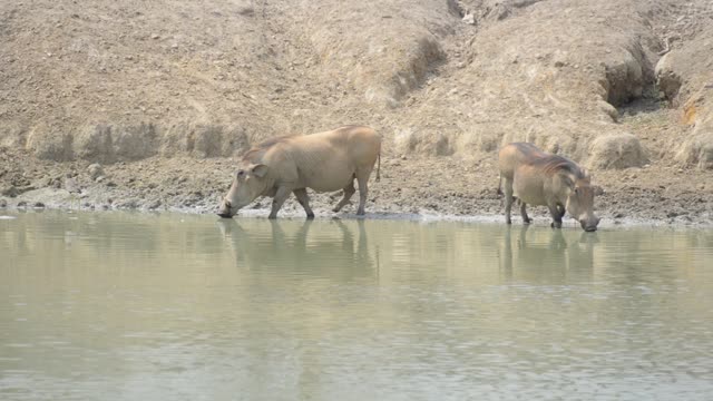Warthog Drinking At Waterhole