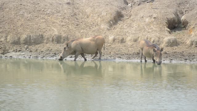 Warthogs Wallowing In Mud