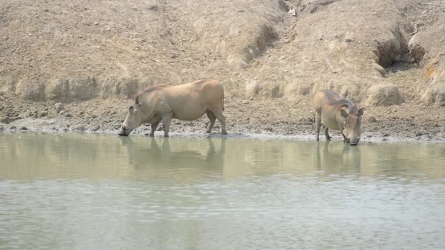 Warthog Drinking At Waterhole