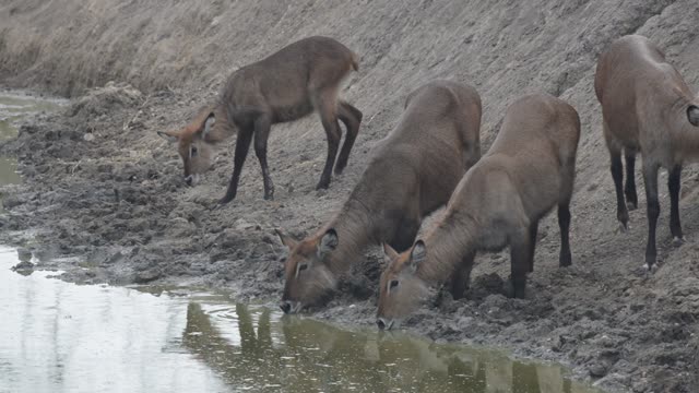 Waterbuck Herd Drinking Together
