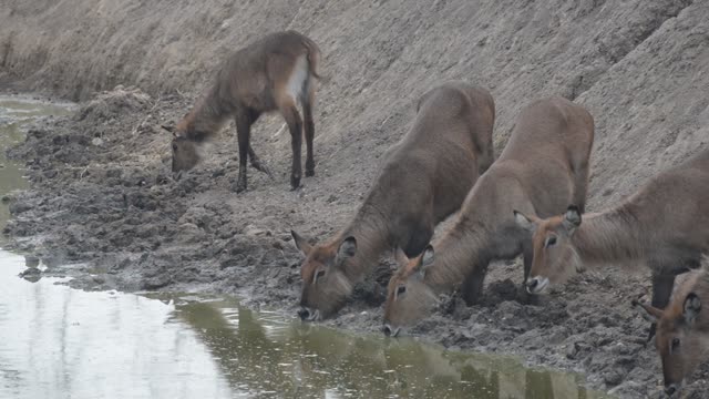 Waterbuck Herd Drinking Together