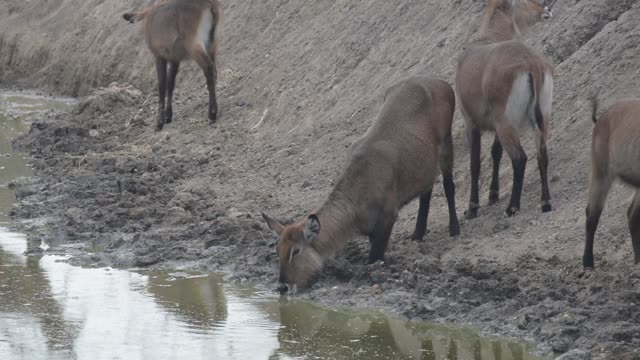 Waterbuck Herd Drinking Together
