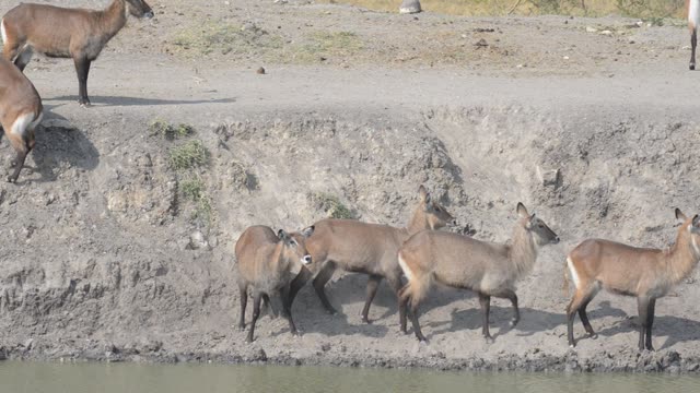 Waterbuck Herd Drinking Together