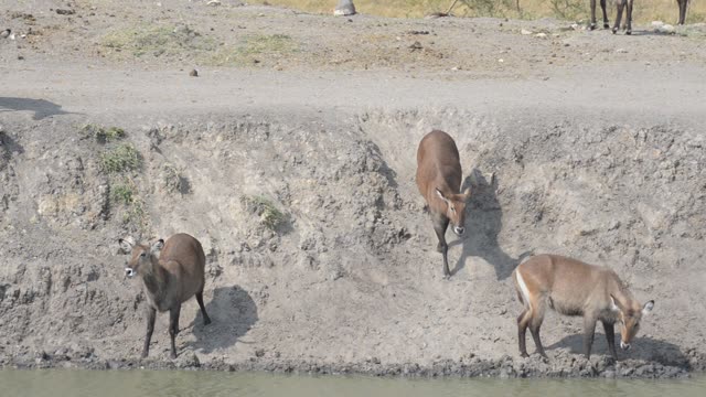 Waterbuck Herd Drinking Together