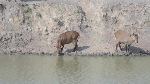 Waterbuck And Zebra Sharing Water