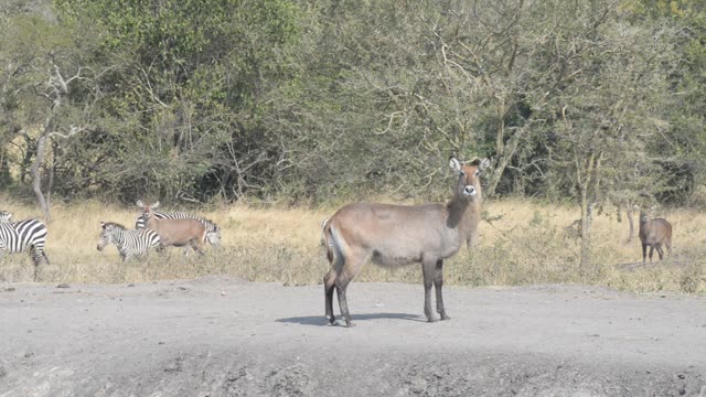 Waterbuck And Zebra Sharing Water