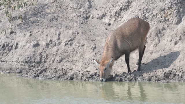 Waterbuck And Zebra Sharing Water