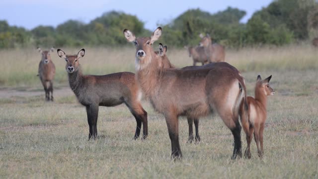 Antelope Portrait With Long Horns