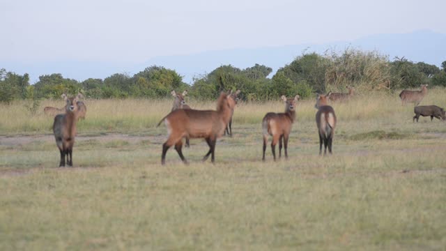 Antelope Portrait With Long Horns