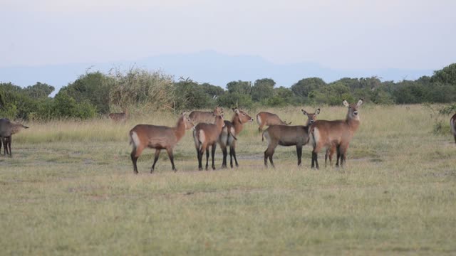 Antelope Portrait With Long Horns