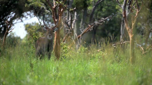 Antelope Portrait With Long Horns